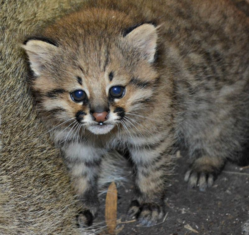 Illustration for article titled ZOMG BABY PAMPAS CATS!!!